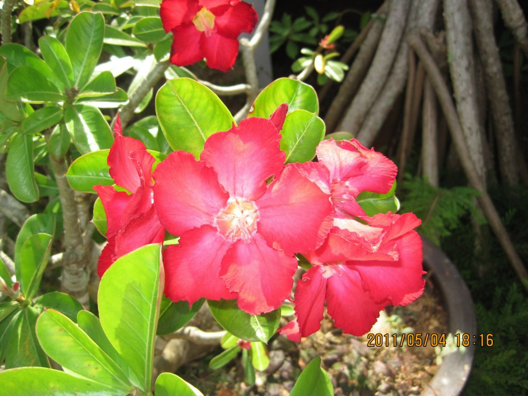 Лиля Пасеева | Киров