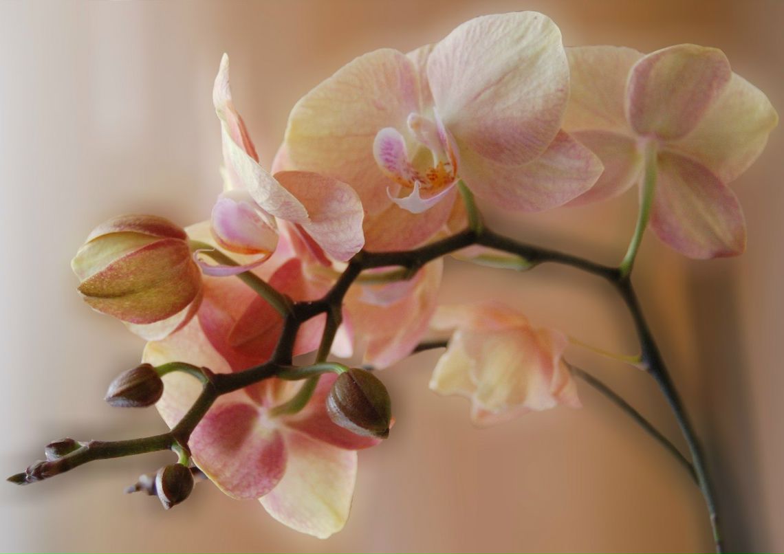 Anastasi Kyniashov | 