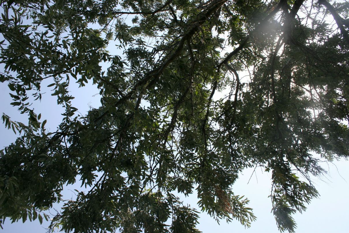 Ирина Бруевич | Москва