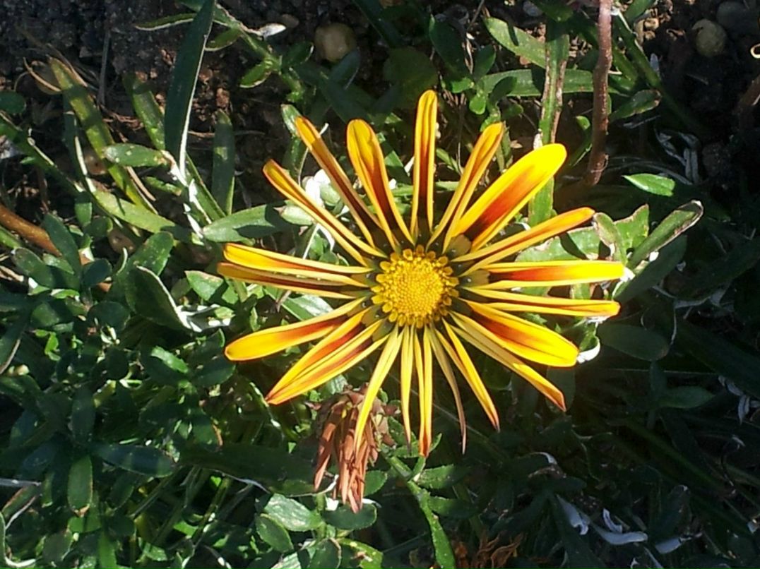 Вероника Сухопарова | Архангельск