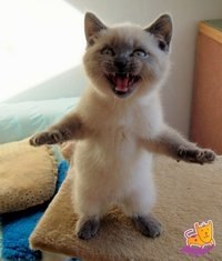 Рамис Шамсутдинов | Сарманово