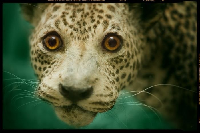 Ольга Коренская | Одесса