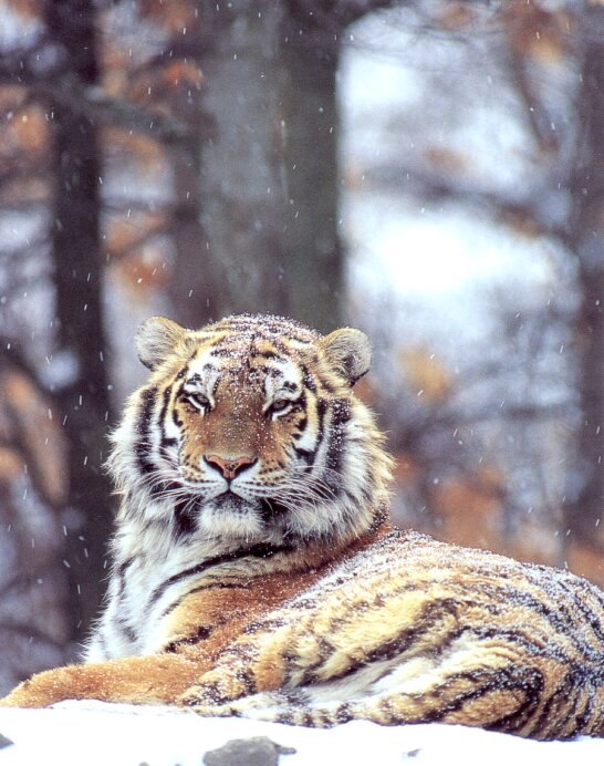 Ольга Бибенина | Волгоград