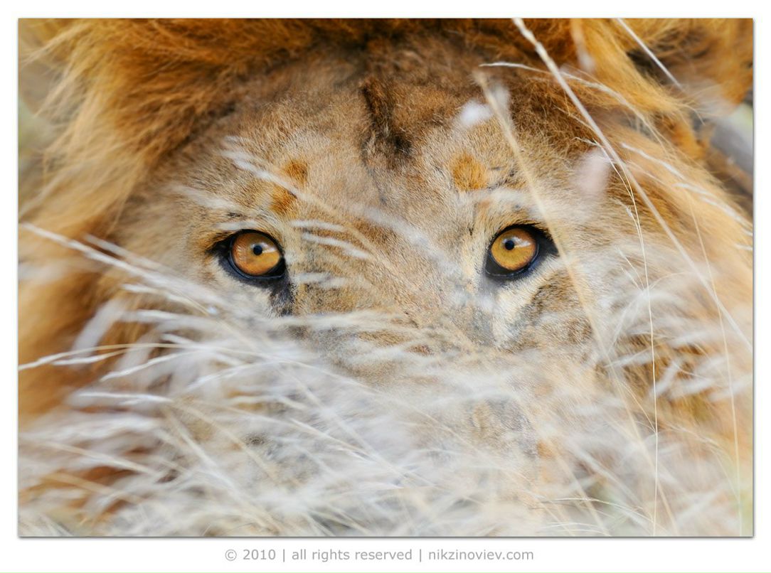 Иван Павлушенко | 