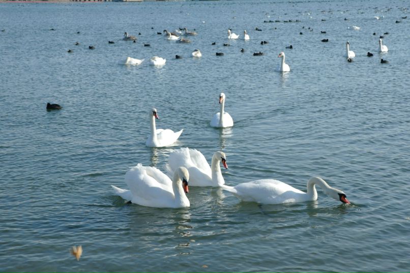 Евгения Балухатая | Одесса