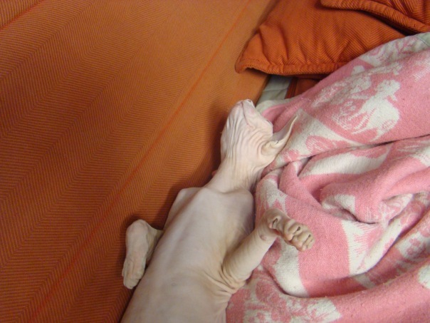 №146, Кристина Живаева, Санкт-Петербург №146, Кристина Живаева, Санкт-Петербург