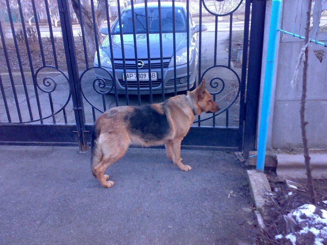 Дмитрий Кисса | Мелитополь