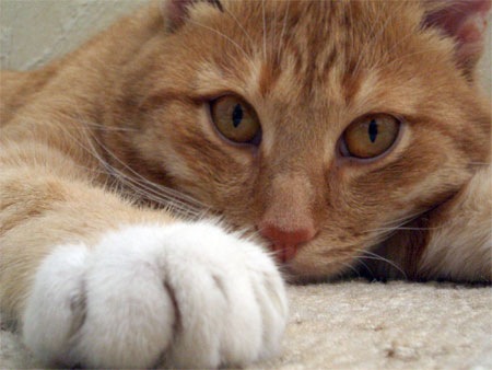 №113, Алена Бержанская-Алешкевич, 35 лет, Санкт-Петербург, Россия №113, Алена Бержанская-Алешкевич, 35 лет, Санкт-Петербург, Россия