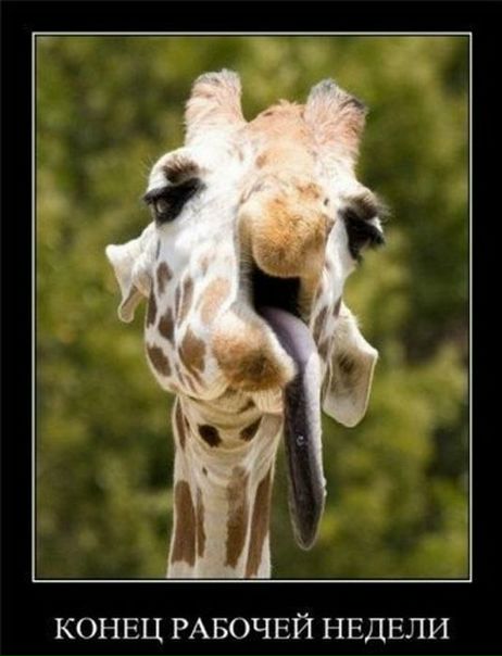 №31, Ирина Коноваленко, Черкассы №31, Ирина Коноваленко, Черкассы