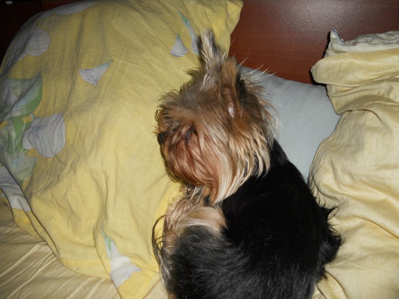 Софья Романовская | Санкт-Петербург