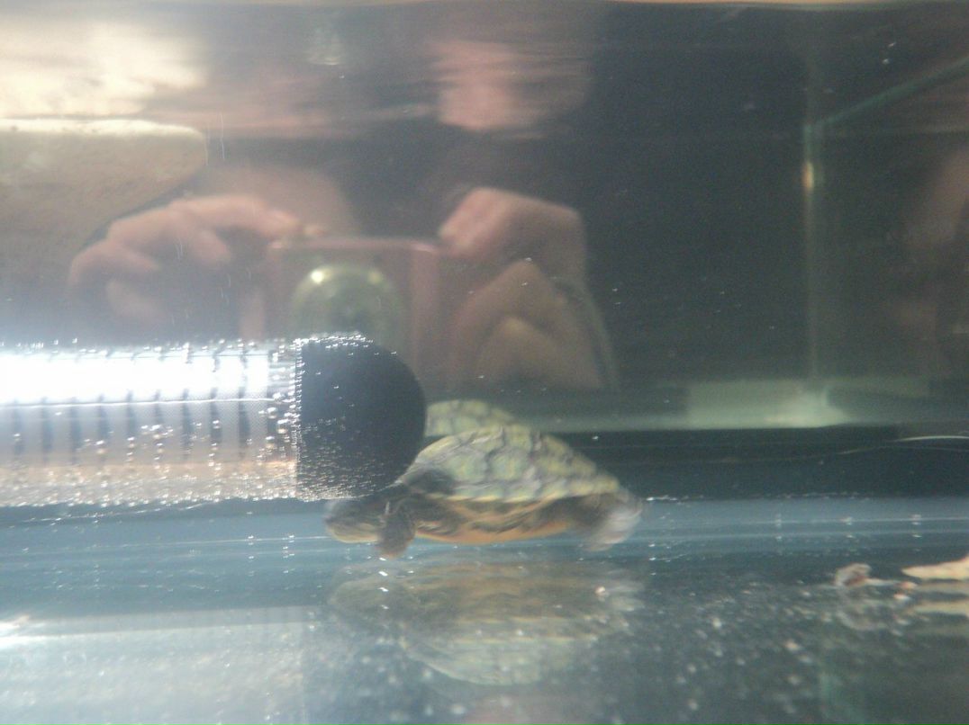 Ирина Максимова | Кондопога