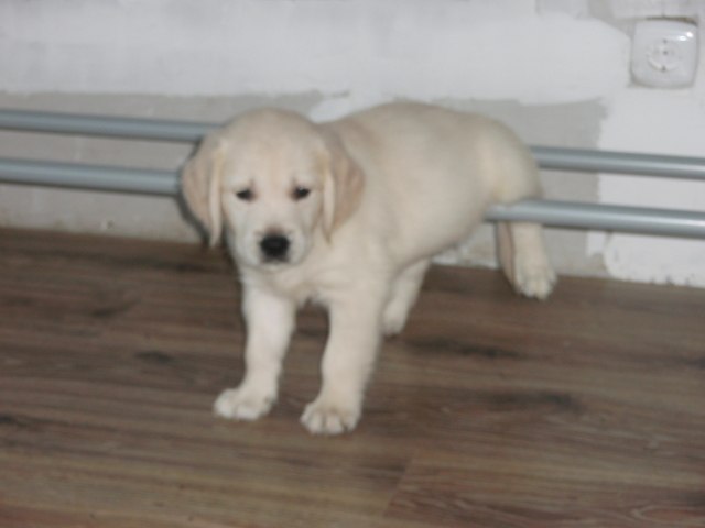 Дарья Прохорова | Санкт-Петербург