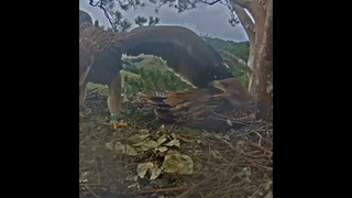 Алтынычи🦅🌞 🦅Чишма потревожила Урсалу🐥🗣️🐥Chishma disturbed Ursala @orlanbeloxvost