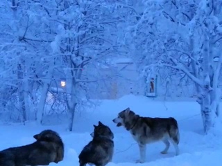 Хаски в Голубино. Накануне старта