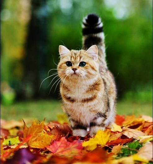 Татьяна Гладкая | Таганрог