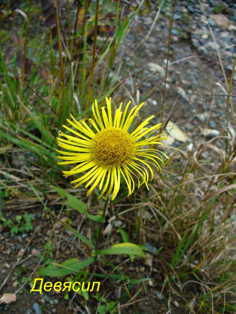 Светлана Мальцева | Байкальск