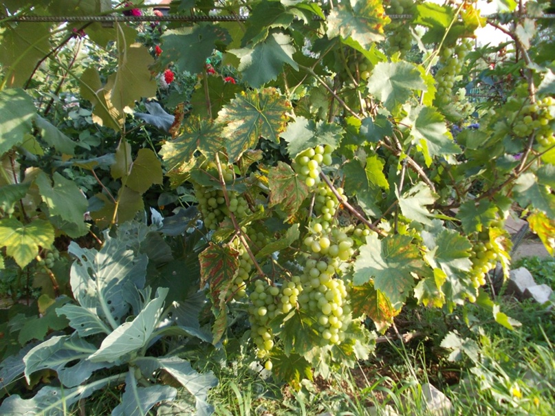 Владимир Земцов | Котельнич