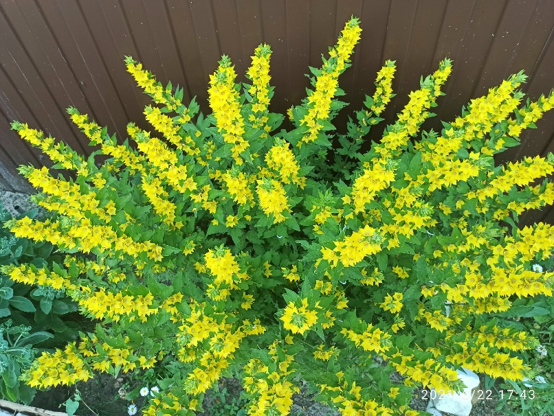 Наташа Ершова |