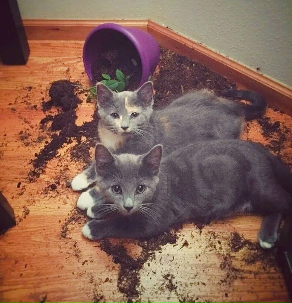 Специалисты по пересадке растений.Ждем дачный сезон.