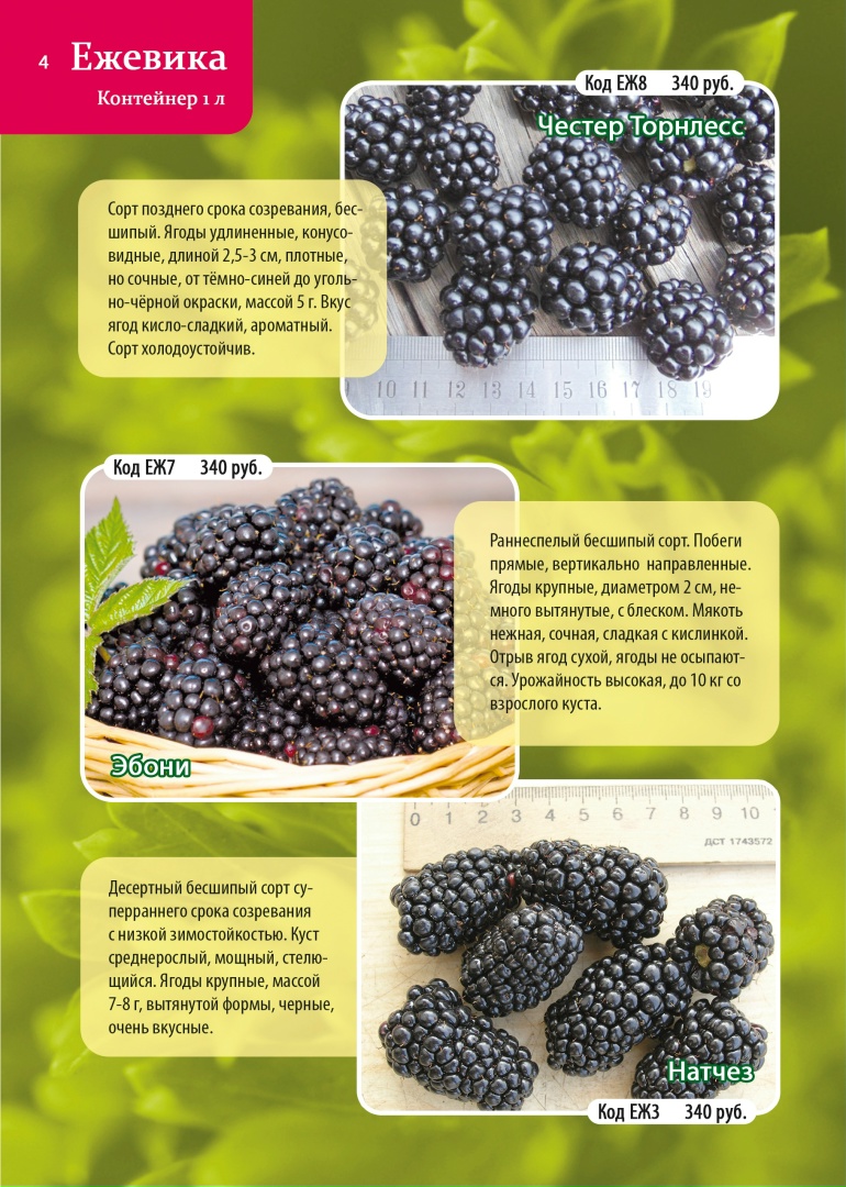 Лариса Русанова | Архангельск