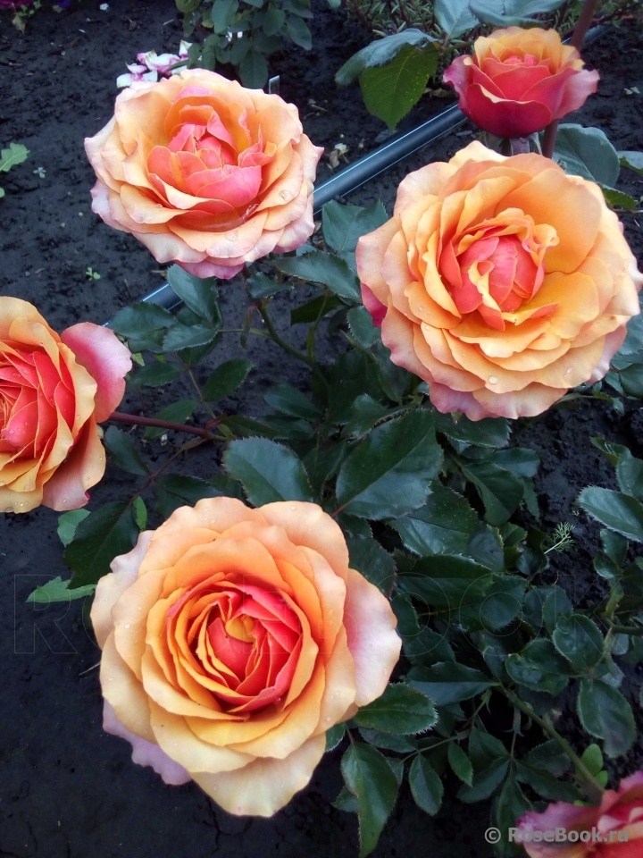 Галерея - Cherry Brandy ® (TAN 01693) - Энциклопедия роз