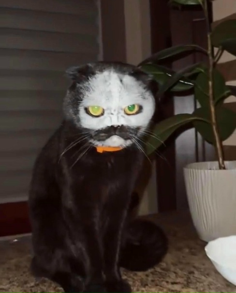 Проснулась от странных звуков на кухне)))