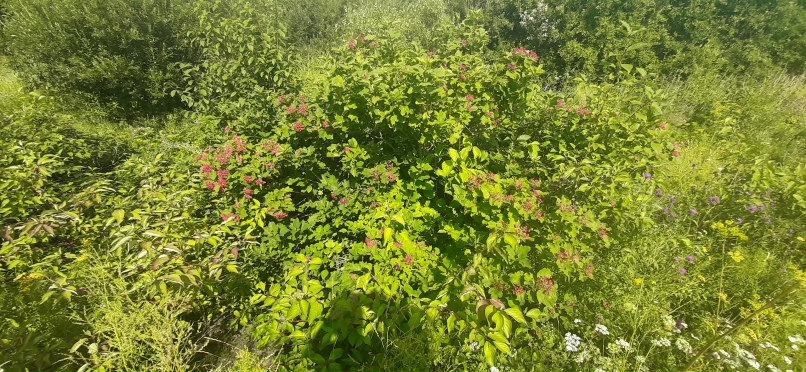 Кирилл Анненков |