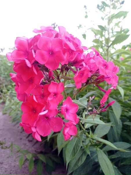 Флокс Иван-Чай - Флоксы - Каталог - Ситцевый.рф