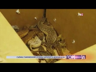 В “Домодедово“ задержали пассажира с рептилиями в чемодане