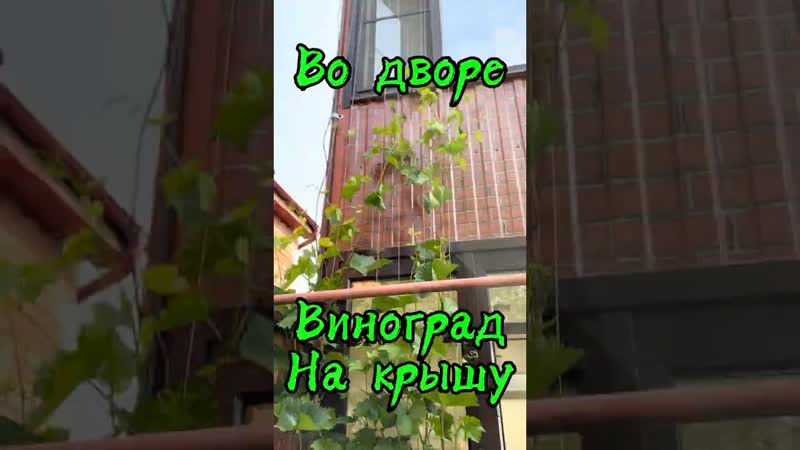 Виноградный спецназ: как мы заставили лозу лезть на второй