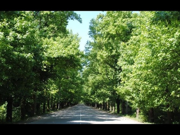 аллея ликвидамбров сочи. жк челтенхэм мацеста. аллея челтенхэма сочи. аллея челтенхэма сочи. сочи мацеста аллея челтенхема.