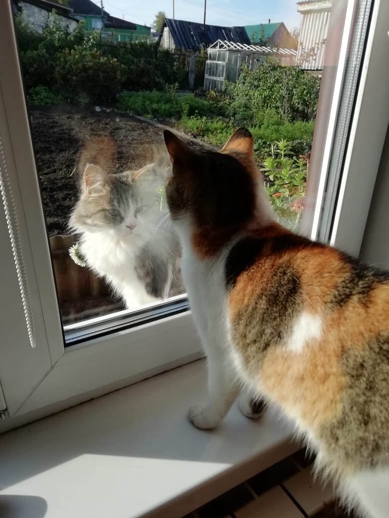 Виктор Федотов | Сатка