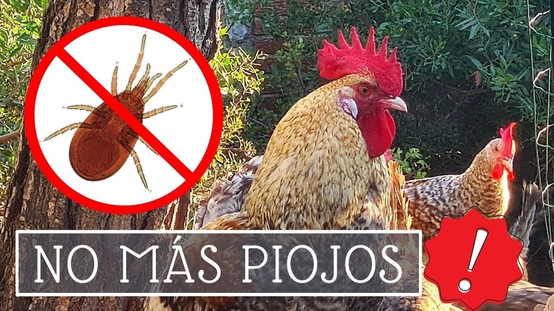 El PIOJO ROJO de las gallinas: la mejor SOLUCIÓ