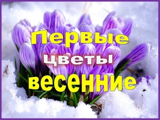 Первые весенние цветы Самые ранние цветы .