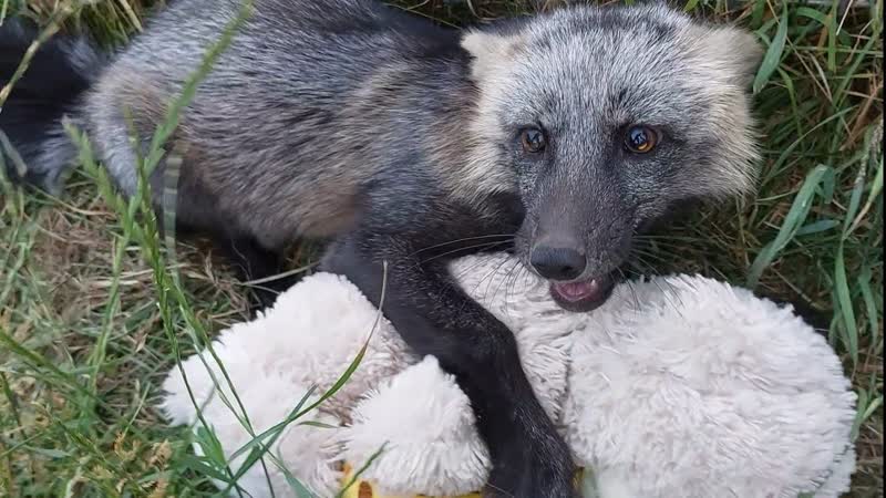 Лиса Леся. Игрушка из