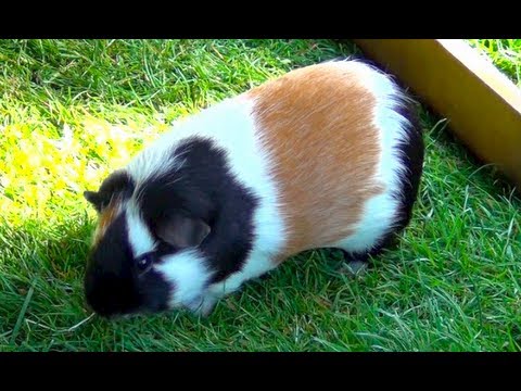My new guinea pig in new cage with bunny